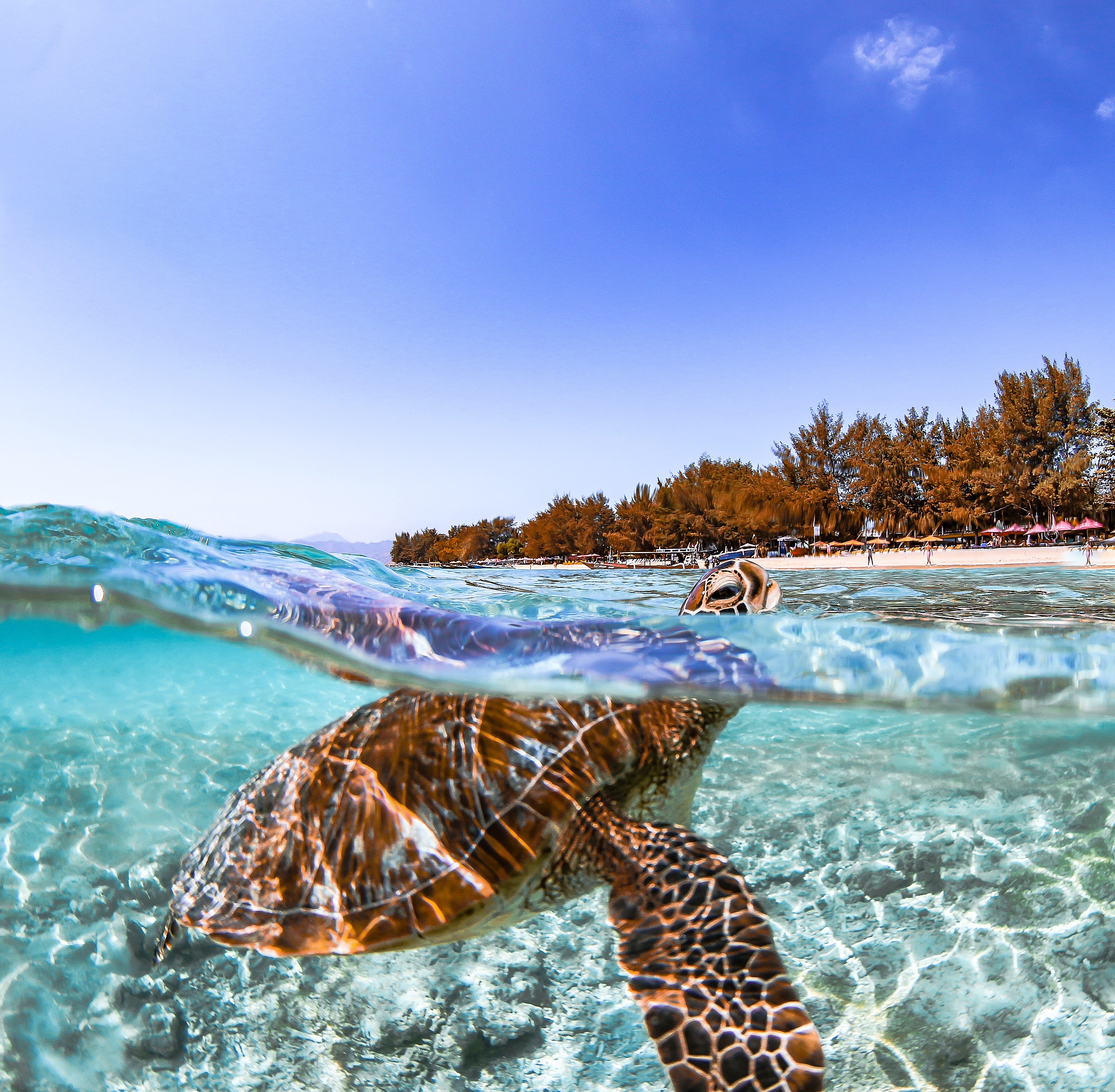 marine-image